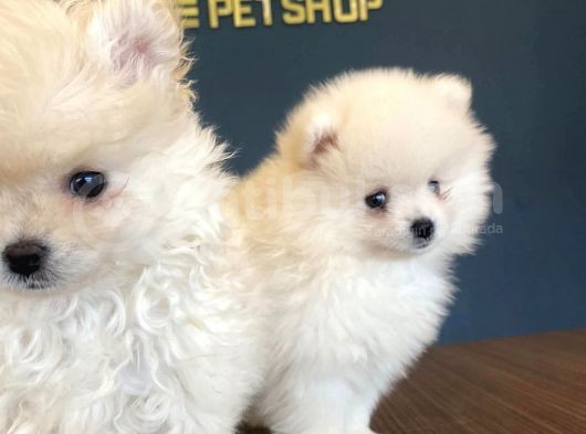 Orji̇nal Pomeri̇an Boo Yavrulari Fenomen Pet Shop Ankara görsel
