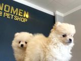 Orji̇nal Pomeri̇an Boo Yavrulari Fenomen Pet Shop Ankara