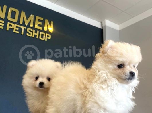 Orji̇nal Pomeri̇an Boo Yavrulari Fenomen Pet Shop Ankara görsel