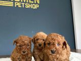 Show Kali̇te Gerçek Toy Poodle Yavrulari Fenomen Pets Ankara