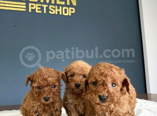 Show Kali̇te Gerçek Toy Poodle Yavrulari Fenomen Pets Ankara görsel