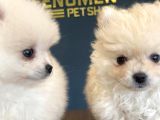 ORJİNAL POMERİAN BOO YAVRULARI FENOMEN PET SHOP ANKARA