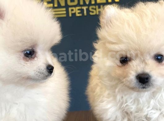 Orji̇nal Pomeri̇an Boo Yavrulari Fenomen Pet Shop Ankara