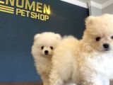 Orji̇nal Pomeri̇an Boo Yavrulari Fenomen Pet Shop Ankara