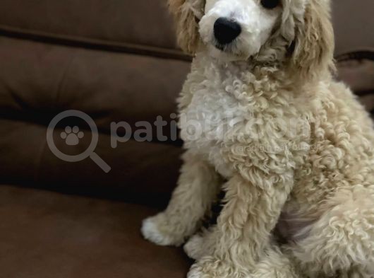 Tuvalet Eği̇ti̇mli̇ Malti̇po Yavrumuz görsel
