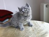 Özel Safkan Bri̇ti̇sh Kedi̇leri̇mi̇z Tesli̇me Hazirdir