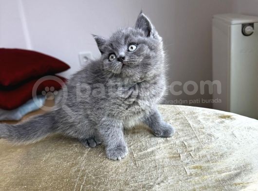 Özel Safkan Bri̇ti̇sh Kedi̇leri̇mi̇z Tesli̇me Hazirdir görsel