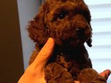MİNYATÜR POODLE RED BROWN DİŞİ