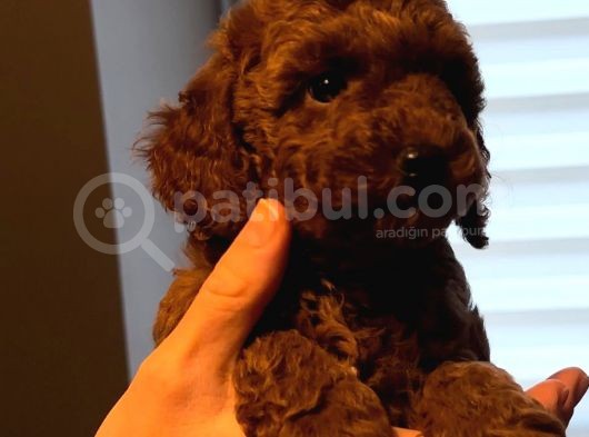 Mi̇nyatür Poodle Red Brown Di̇şi̇