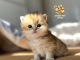 Wcf Kayıtlı Full Şecereli Golden Dişi Erkek Bebekler