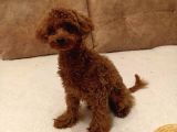 7 Aylık Dişi Red Brown Toy Poodle