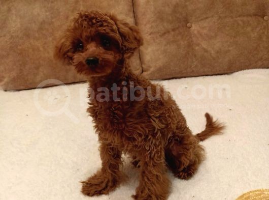 7 Aylık Dişi Red Brown Toy Poodle
