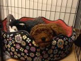 Mi̇nyatür Poodle Red Brown Di̇şi̇