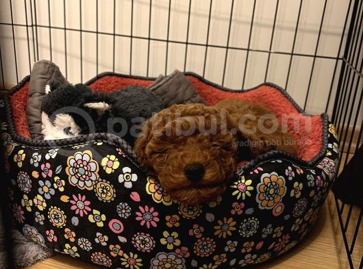 Mi̇nyatür Poodle Red Brown Di̇şi̇ görsel