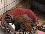 Mi̇nyatür Poodle Red Brown Di̇şi̇