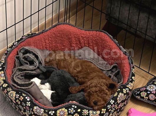 Mi̇nyatür Poodle Red Brown Di̇şi̇ görsel