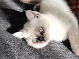 Yavru Kedi