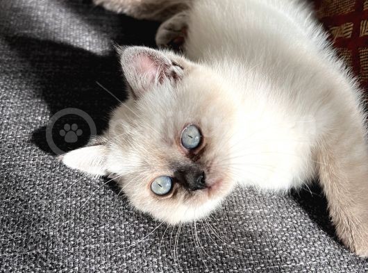 Yavru Kedi görsel