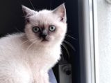 Yavru Kedi