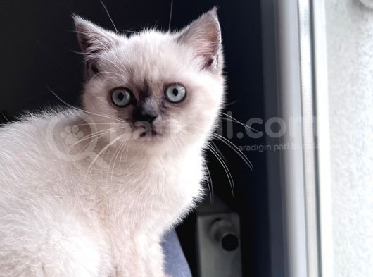 Yavru Kedi görsel