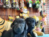 Siyah Inci Labrador Retriever Yavrularımız