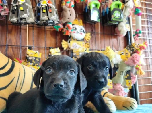 Siyah Inci Labrador Retriever Yavrularımız görsel
