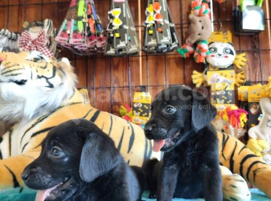 Siyah Inci Labrador Retriever Yavrularımız görsel
