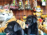 Siyah Inci Labrador Retriever Yavrularımız