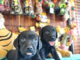 Siyah Inci Labrador Retriever Yavrularımız