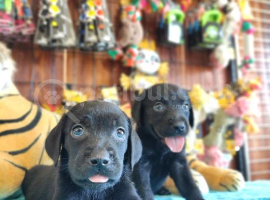 Siyah Inci Labrador Retriever Yavrularımız görsel