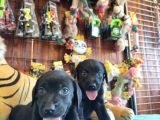 Siyah Inci Labrador Retriever Yavrularımız