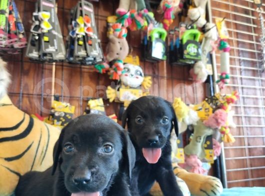 Siyah Inci Labrador Retriever Yavrularımız görsel