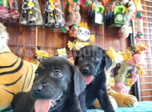 Siyah Inci Labrador Retriever Yavrularımız