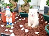 Ayi̇ Yavrusu Samoyed A Kali̇te Irk