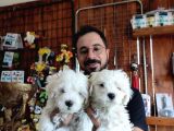 Bembeyaz Maltese Terri̇er 0 Numara