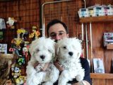 Bembeyaz Maltese Terri̇er 0 Numara