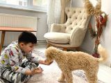Tuvalet Eği̇ti̇mli̇ Malti̇po Yavrumuz