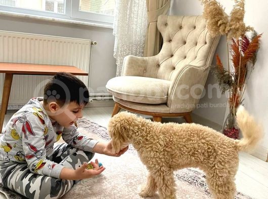 Tuvalet Eği̇ti̇mli̇ Malti̇po Yavrumuz görsel