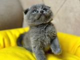 ÖZEL SAFKAN BRİTİSH KEDİLERİMİZ TESLİME HAZIRDIR