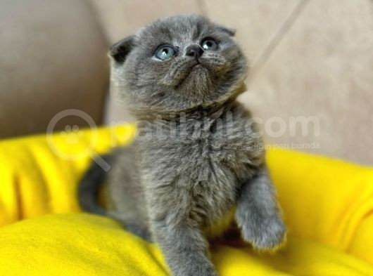 Özel Safkan Bri̇ti̇sh Kedi̇leri̇mi̇z Tesli̇me Hazirdir