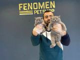 Renk Renk Scottish Fold Ve British Shorthair Yavrulari Ank