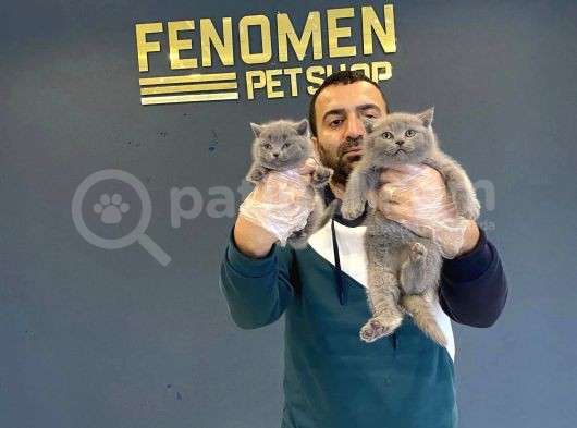 Renk Renk Scottish Fold Ve British Shorthair Yavrulari Ank görsel