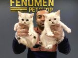 Renk Renk Scottish Fold Ve British Shorthair Yavrulari Ank