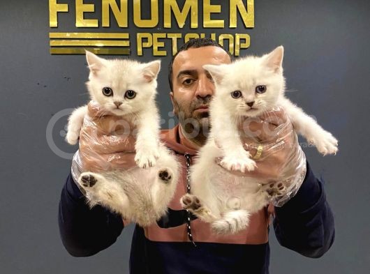 Renk Renk Scottish Fold Ve British Shorthair Yavrulari Ank görsel