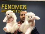 Renk Renk Scottish Fold Ve British Shorthair Yavrulari Ank