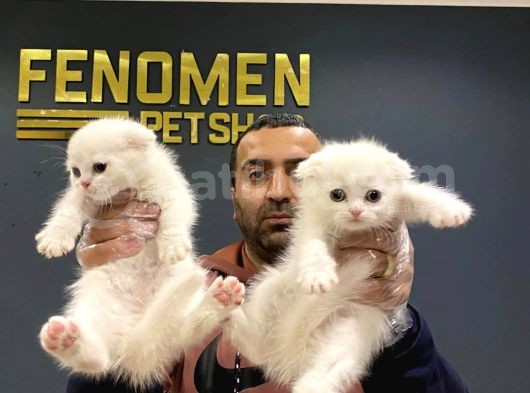 Renk Renk Scottish Fold Ve British Shorthair Yavrulari Ank görsel