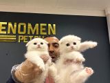 RENK RENK SCOTTISH FOLD VE BRITISH SHORTHAIR YAVRULARI ANK