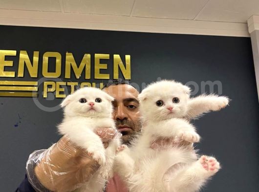 Renk Renk Scottish Fold Ve British Shorthair Yavrulari Ank