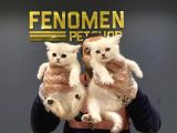 Renk Renk Scottish Fold Ve British Shorthair Yavrulari Ank