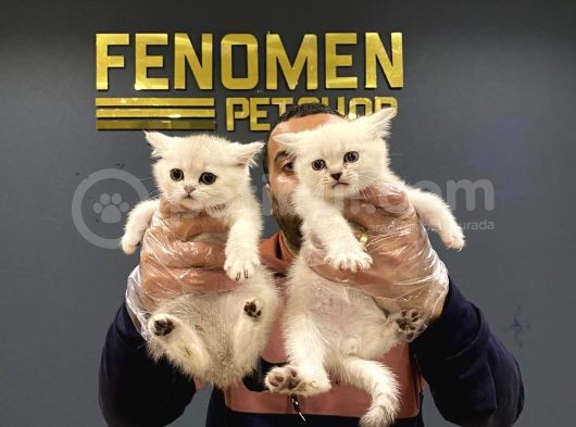 Renk Renk Scottish Fold Ve British Shorthair Yavrulari Ank görsel